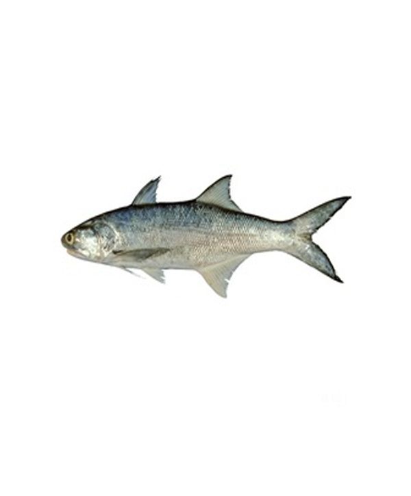 ماهی راشگو