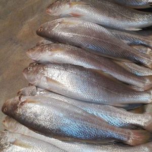 آشنایی با ارزش غذایی و خواص ماهی های جنوب