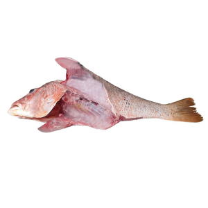 سرخو-چمن-شکم-خالی