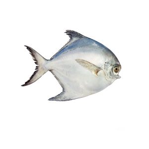 ماهی حلوا سفید