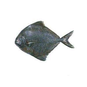 ماهی حلوا سیاه
