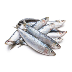 ماهی ساردین