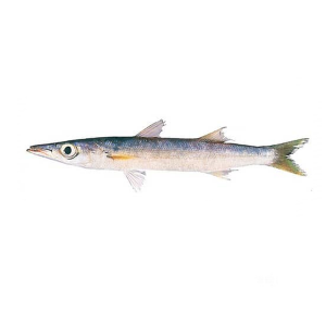 ماهی کوتر (شیر نیزه دم سبز)
